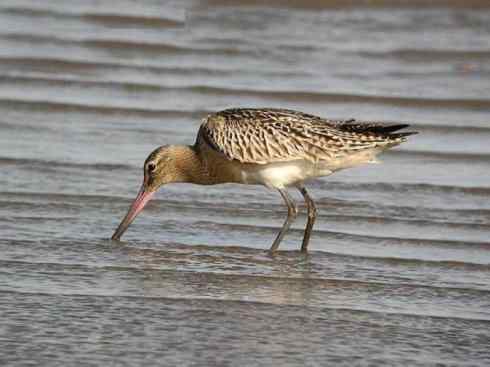 鸟类之最：斑尾滕鹬