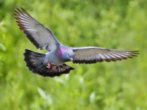 家禽驯化之源之四