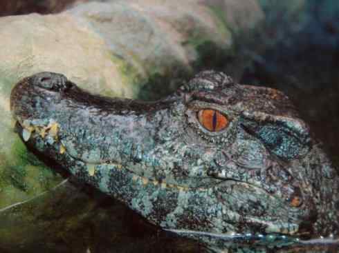 龙:传说的兽原型探秘(短吻鳄类) 龙:传说的兽原型探秘(短吻鳄类)