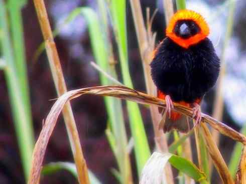 十大鸟类建筑师之二（织布鸟、维达雀）
