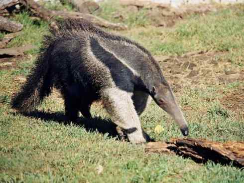 动物世界：山寨还是原创之五