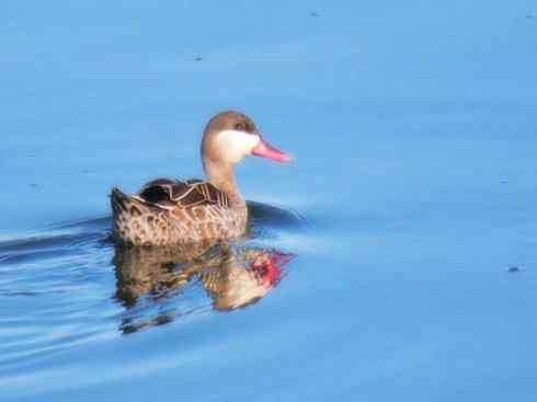 欣赏:美丽的钻水鸭5 欣赏:美丽的钻水鸭5