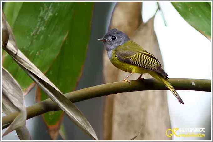 蓝鹀&bull;方尾鶲&bull;柳莺&bull;棕脸鶲莺&bull;戴胜【照片】