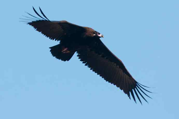 新拍座山雕☆☆