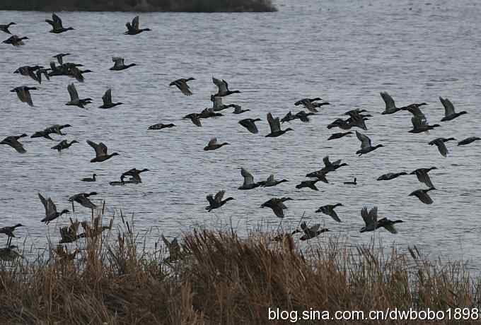 初冬沙河 wbr寒鸦满天