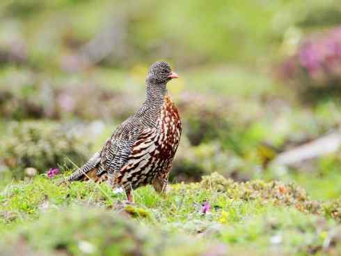凤凰：传说中的鸟原型探秘（大眼斑雉）