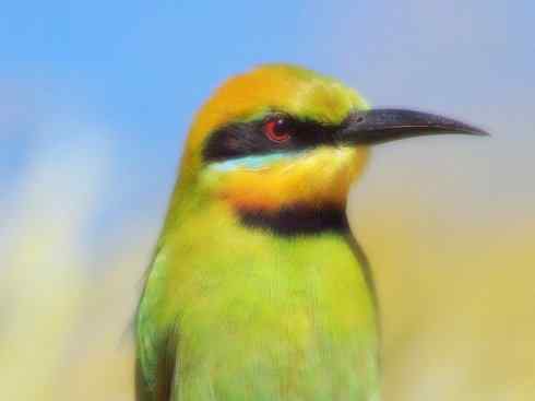 绝色攀禽：佛法僧目之蜂虎3