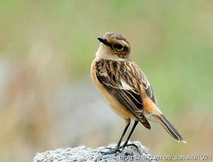 活泼可爱.黑喉石鵖MM(秦皇岛)