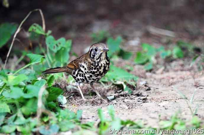 宝兴歌鸫(1) 宝兴歌鸫(1)