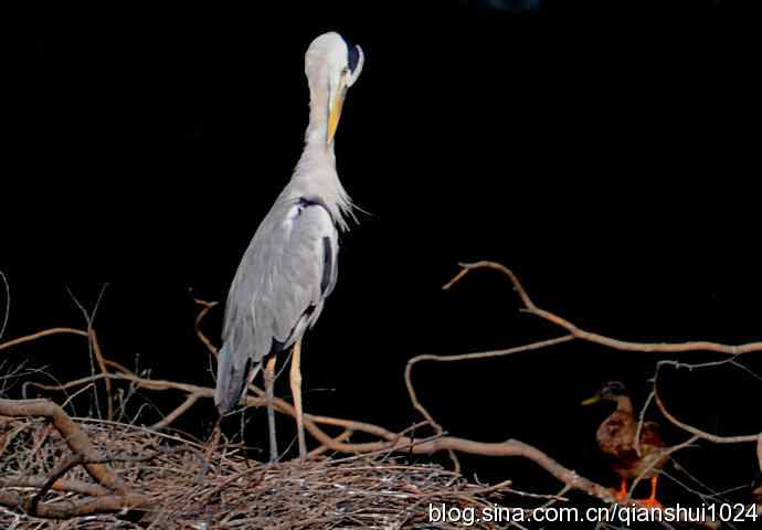 一只漂亮的苍鹭(稻香湖)