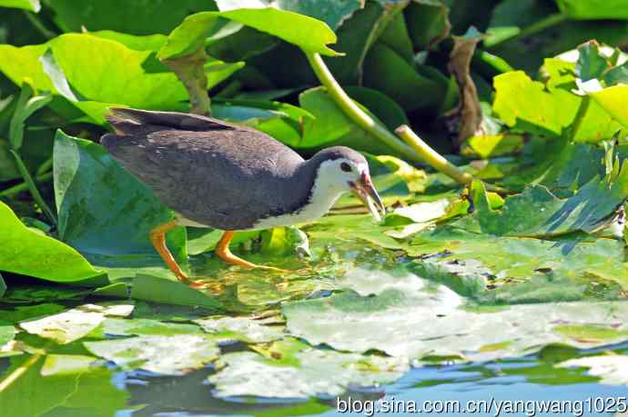白胸苦恶鸟（6）