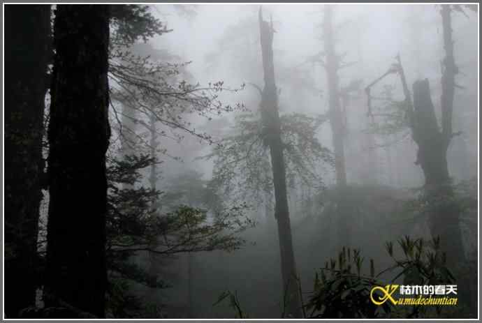 烟雨朦朦的瓦屋高原（瓦屋山系列二）【照片】