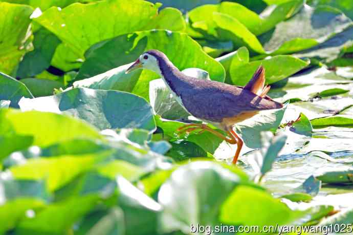 白胸苦恶鸟（5）