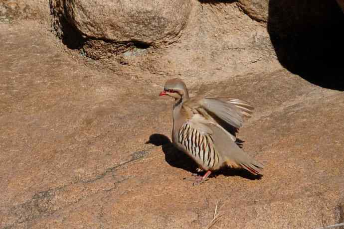 山岩上的石鸡★ 山岩上的石鸡★