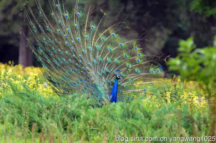 蓝孔雀(开屏) 蓝孔雀(开屏)