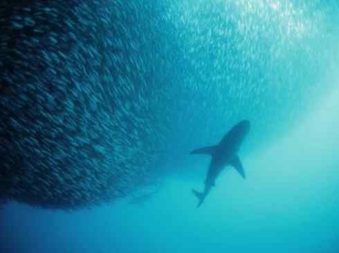 自然奇观：动物大迁徙(沙丁鱼)