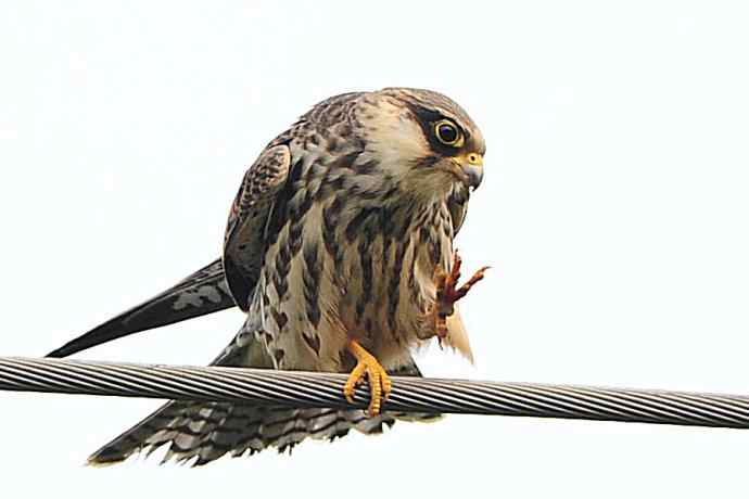 偶遇电线版黄爪隼（附议）