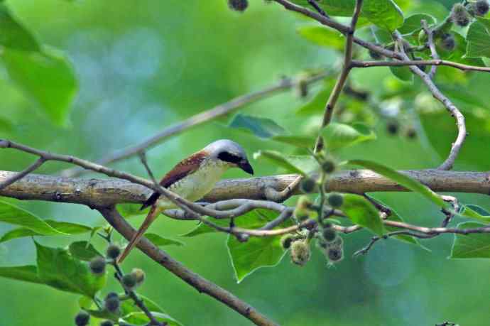 虎纹伯劳（记录版）