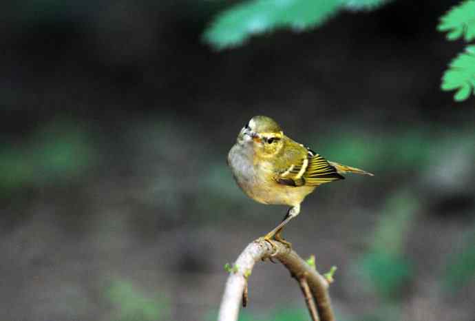 黄眉柳莺（16）