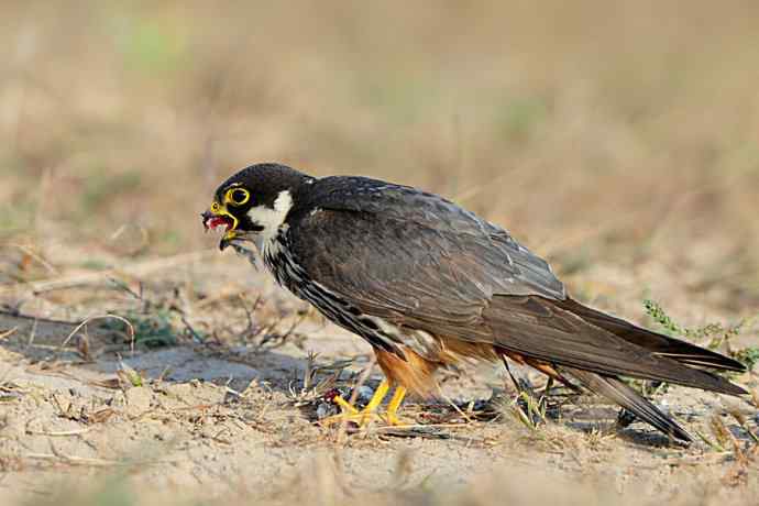 弱肉强食（杀戮吞噬篇）