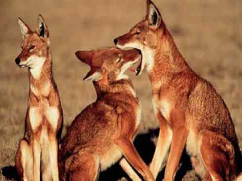 犬科:犬亚科犬属之西门豺、侧纹豺(胡狼类) 犬科:犬亚科犬属之西门豺、侧纹豺(胡狼类)