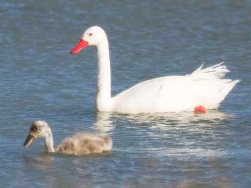 奇特的盔：黑颈天鹅