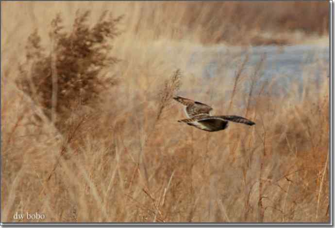 野鸭湖猛禽-红隼、短耳鸮、毛脚鵟 野鸭湖猛禽-红隼、短耳鸮、毛脚鵟