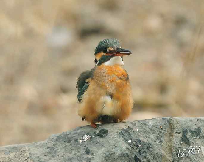 圆明园&nbsp;wbr路&nbsp;wbr小翠吃红鱼