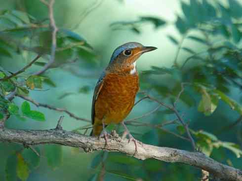 美丽无罪：雀鸟之矶鸫