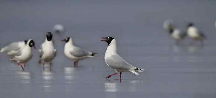 人类曾经遗失的鸥鸟---遗鸥