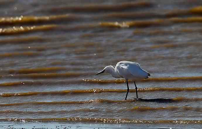 大美盘锦的风光和野鸟 大美盘锦的风光和野鸟