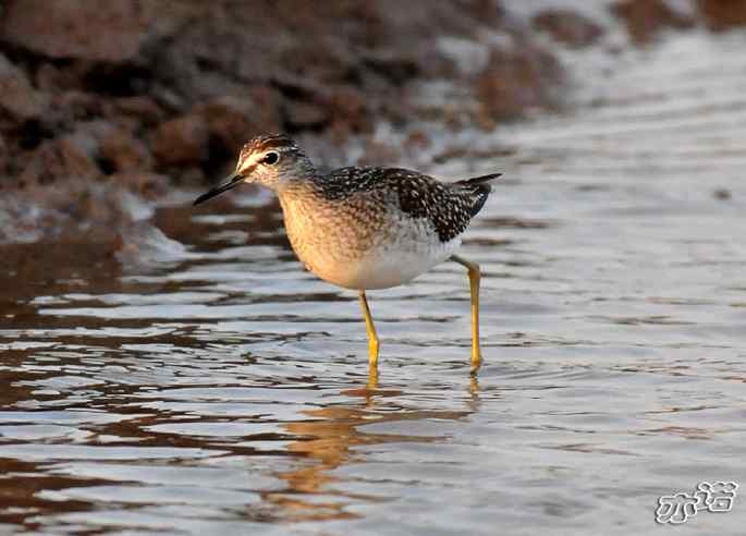 河北乐亭 wbr路 wbr林鷸 河北乐亭 wbr路 wbr林鷸