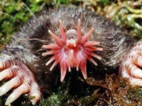 动物世界:山寨还是原创之十二 动物世界:山寨还是原创之十二