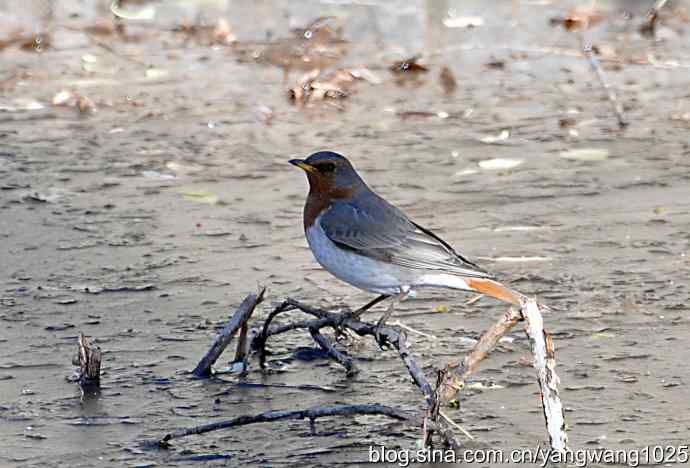 随走随拍(赤颈鸫) 随走随拍(赤颈鸫)