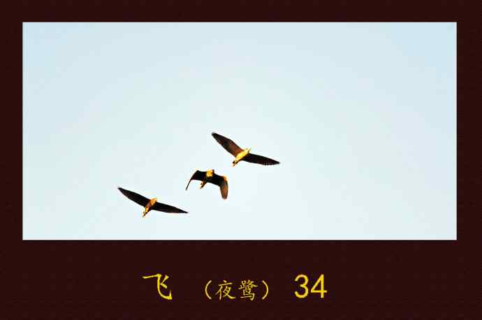 飞（夜鹭）34