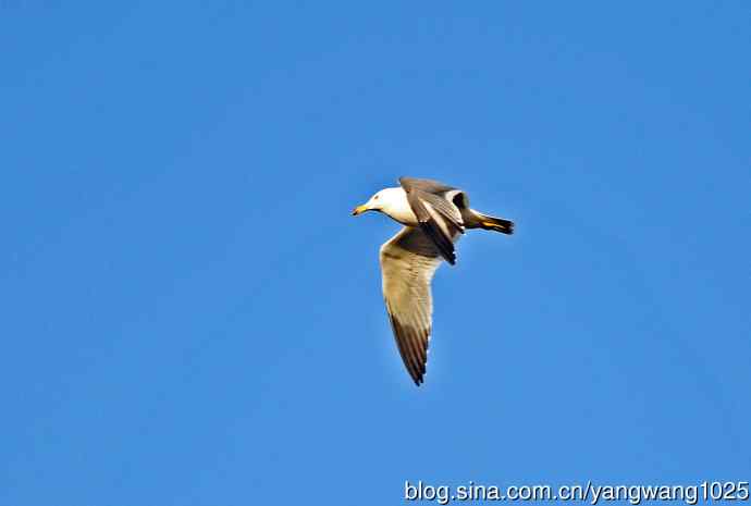 北京动物园的鸟类——海鸥（12）