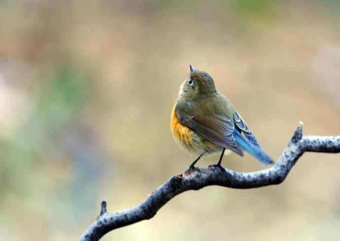 雌性红胁蓝尾鸲（11）