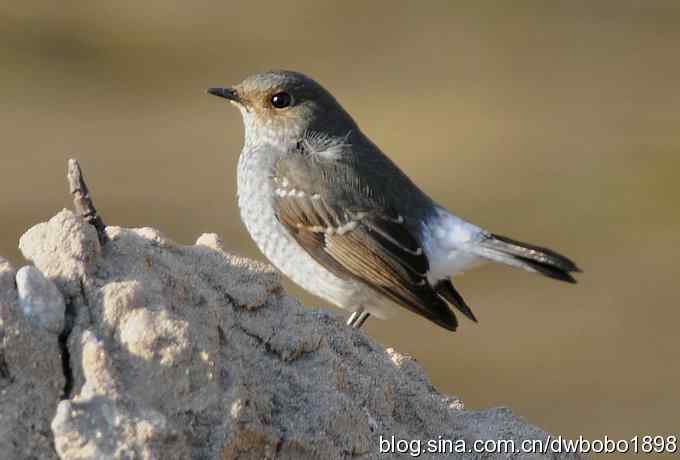 红尾水鸲和十渡众小鸟
