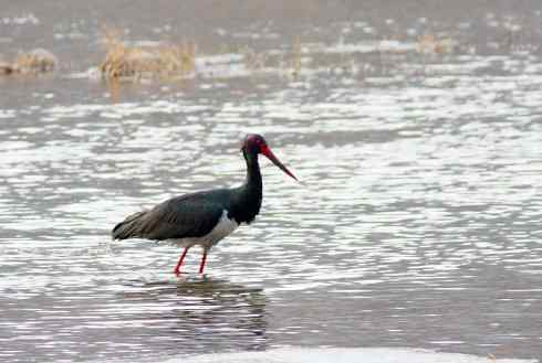 五百分之八的黑鹳