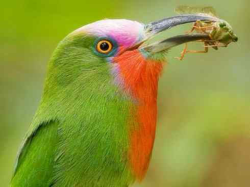 绝色攀禽:佛法僧目之蜂虎