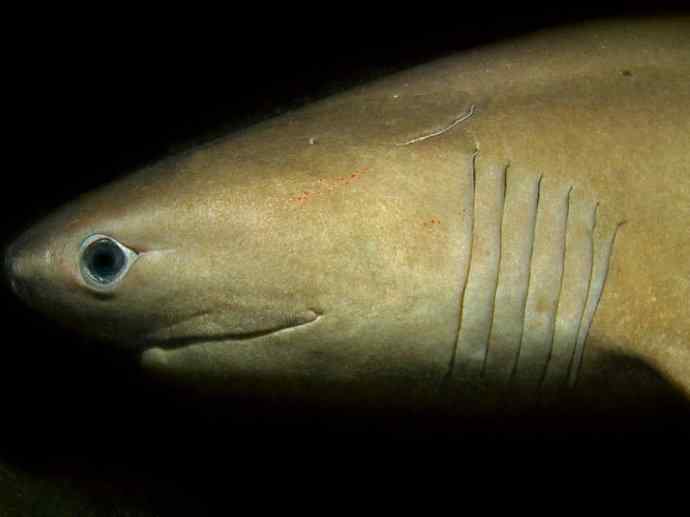 鱼类活化石：皱鳃鲨