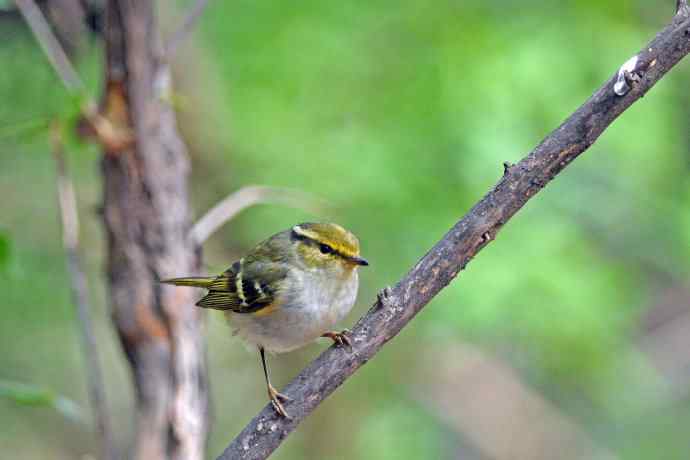 黄腰柳莺（26）