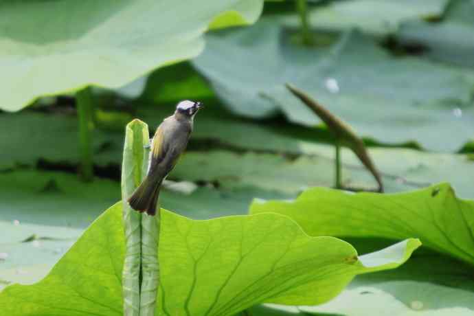 摄鸟拾趣（一） wbr白头鹎2012.06