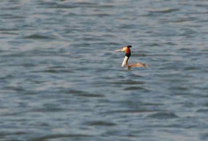 小白鹭现身京西永定河湿地