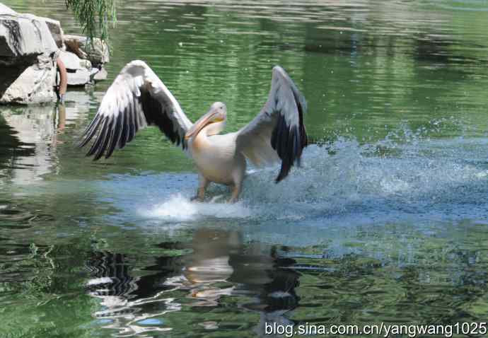 再拍大鹈鹕 wbr2