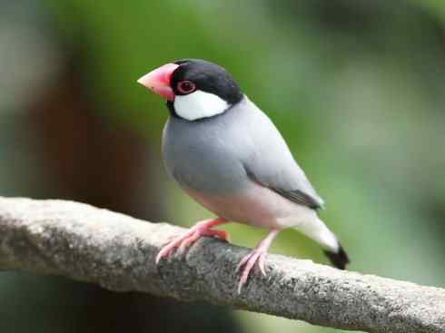 极品红色鸟类：红艳织雀