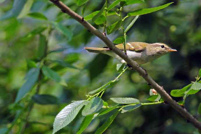 极北柳莺(4) 极北柳莺(4)