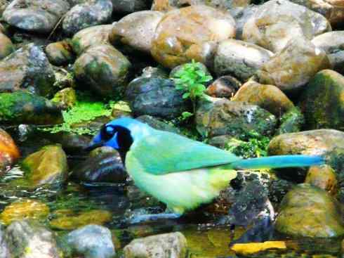 美丽无罪：雀鸟之蓝鸦