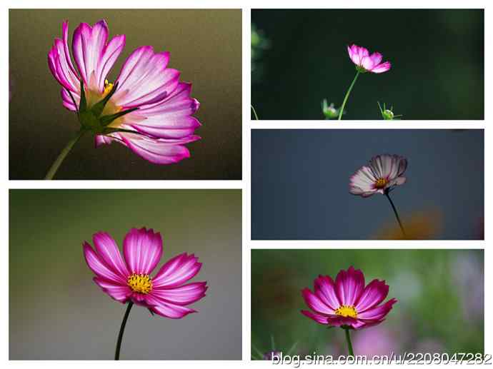 228.幸福像花儿一样美