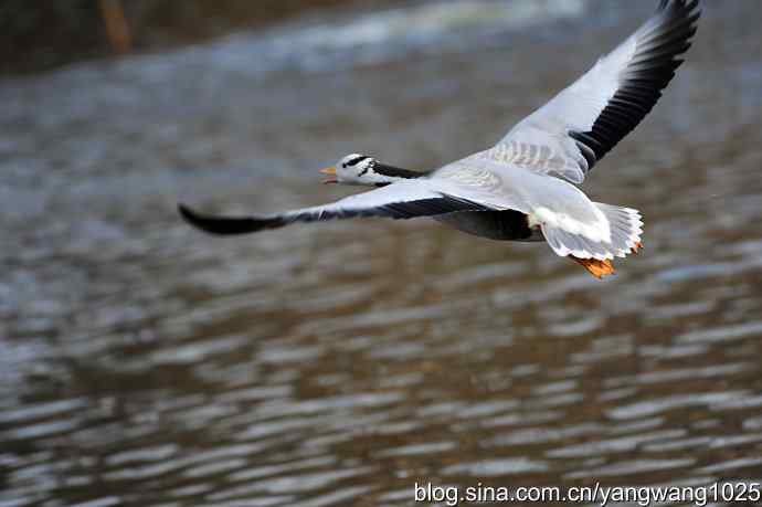 舞(斑头雁)1 舞(斑头雁)1